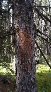 Bear Markings on the Tree